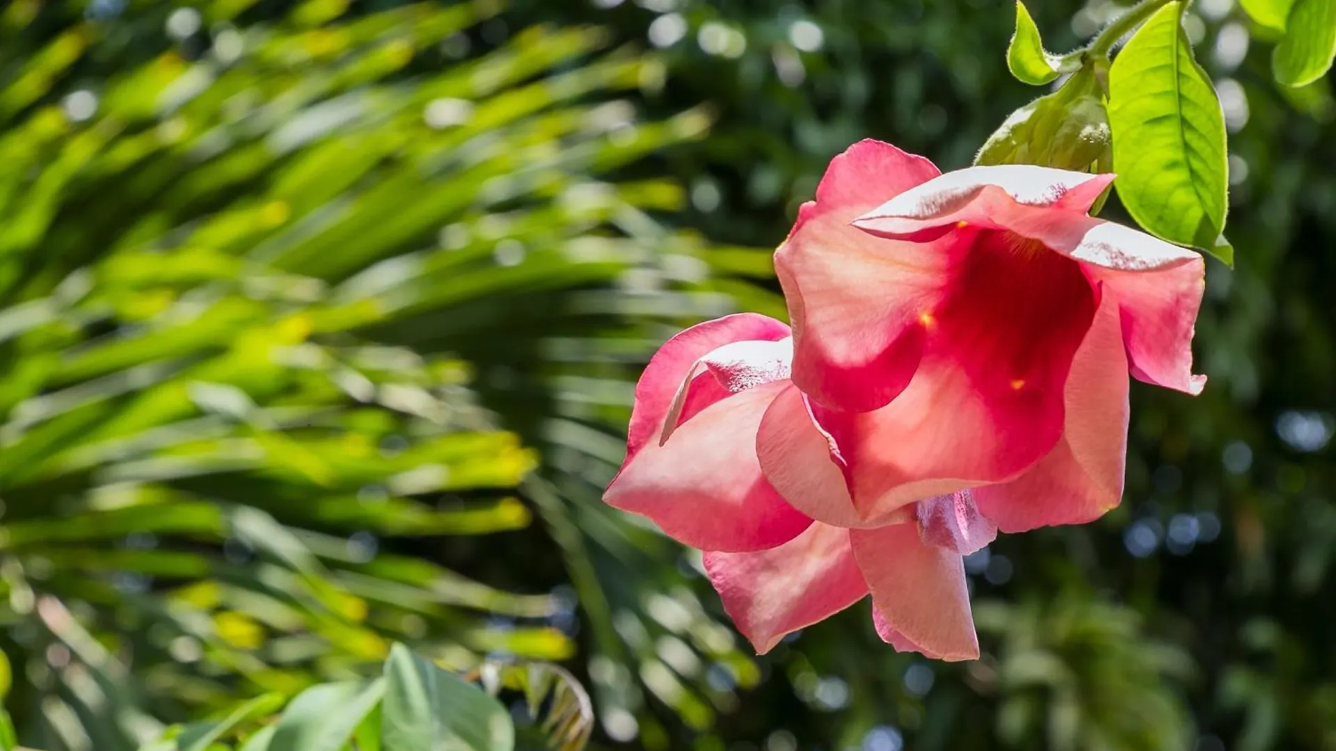 Botanic Bliss Living In Kingston Apartment Jamaica